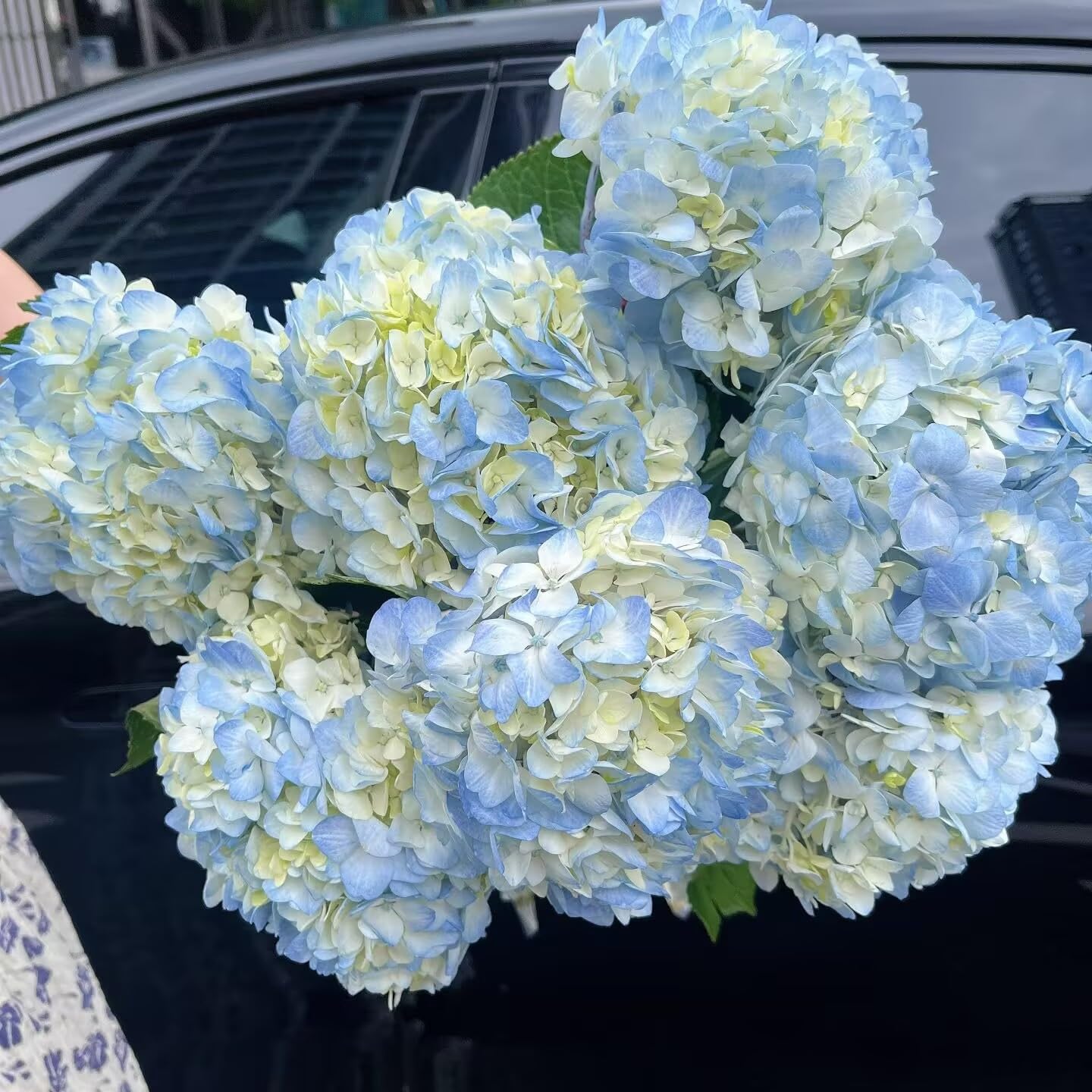 5 Stems Blue Hydrangeas Fresh Cut Flowers Gifts for Birthday Anniversary Friendship and Love Flower Arrangement