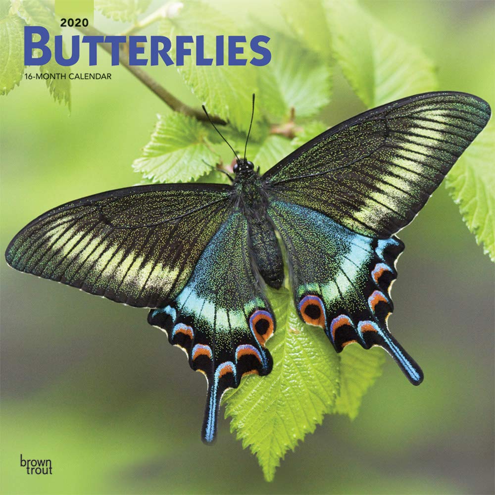 Butterflies 2020 12 x 12 Inch Monthly Square Wall Calendar, Wildlife Animals Wings (English, Spanish and French Edition)