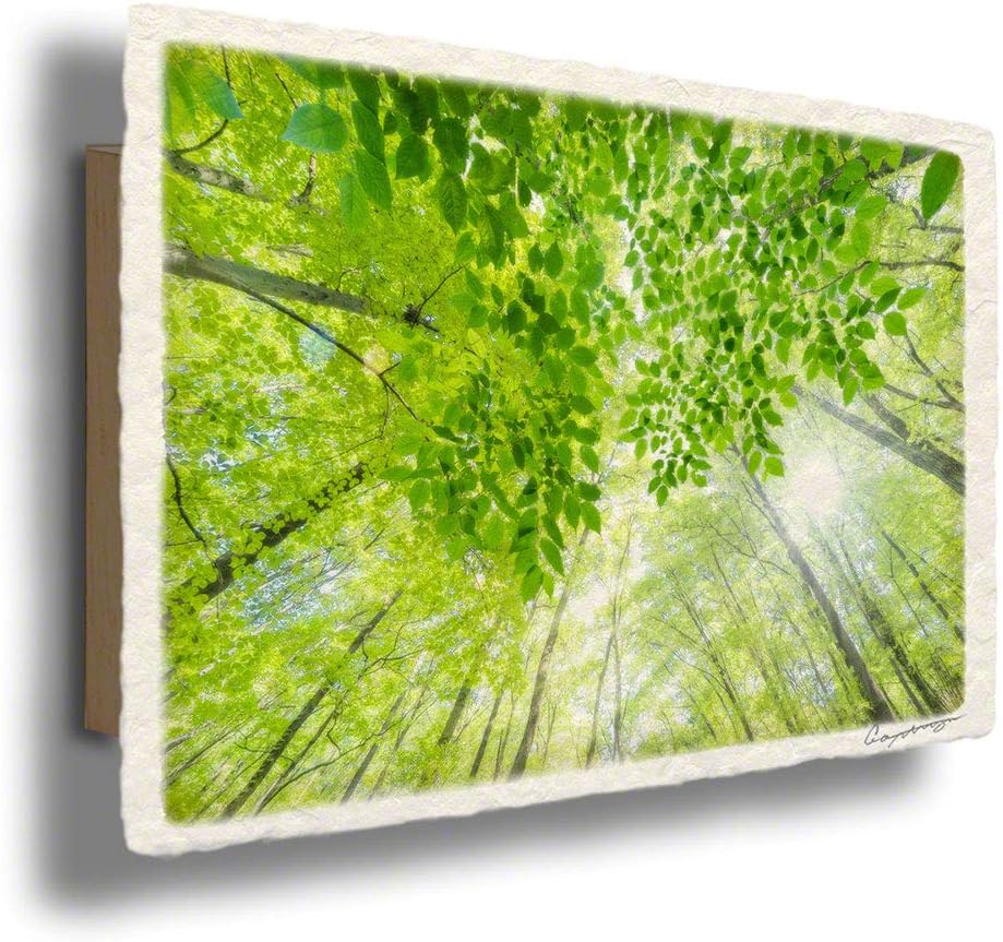 クリアランス 和紙 アート フレーム 木 森 初夏 緑 グリーン 高原 霧の新緑の白樺林と木漏れ日 63x51cm 風水 玄関 絵 絵画 インテリア おしゃれ 壁掛け 壁飾り アートパネル モダン 風景画 ポスター Seal限定商品 Valeriocaballeromuebles Com クリアランス 和紙 アート フレーム 木 森 初夏 緑 グリーン 高原 霧の新緑の白樺林と木漏れ日 63x51cm 風水 玄関 絵 絵画 インテリア おしゃれ 壁掛け 壁飾り アートパネル モダン 風景画 ポスター Seal限定商品 Valeriocaballeromuebles Com