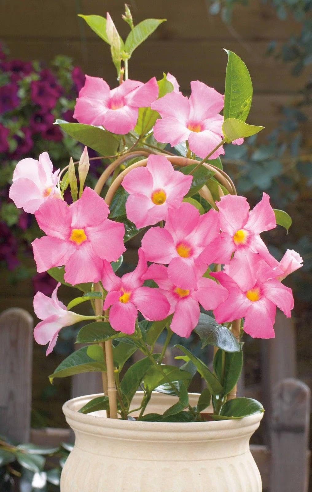See full amazon price history chart for Pink- Hybrid All Seasons Pink Mandevilla Vine Flower Seeds- 35+ Seeds Pack- Grow All India Pink- Hybrid All Seasons Pink Mandevilla Vine Flower Seeds- 35+ Seeds Pack- Grow All India (B0CJ3GLL49) Amazon Price History, Amazon Price Tracker