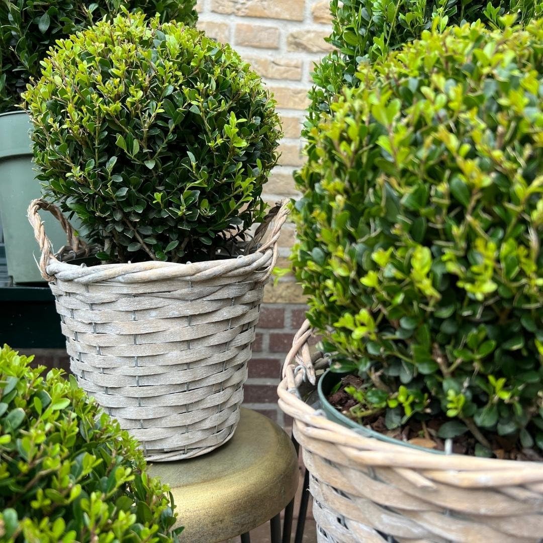 Plants by Frank | vera pianta di agrifoglio a forma di bulbo | 2 bulbi Ilex crenata 'Jenny' in cesto di vimini, set da 2 pezzi | Diametro 20 cm Ø | Sostituzione del bosso | Ilex | piante da giardino |