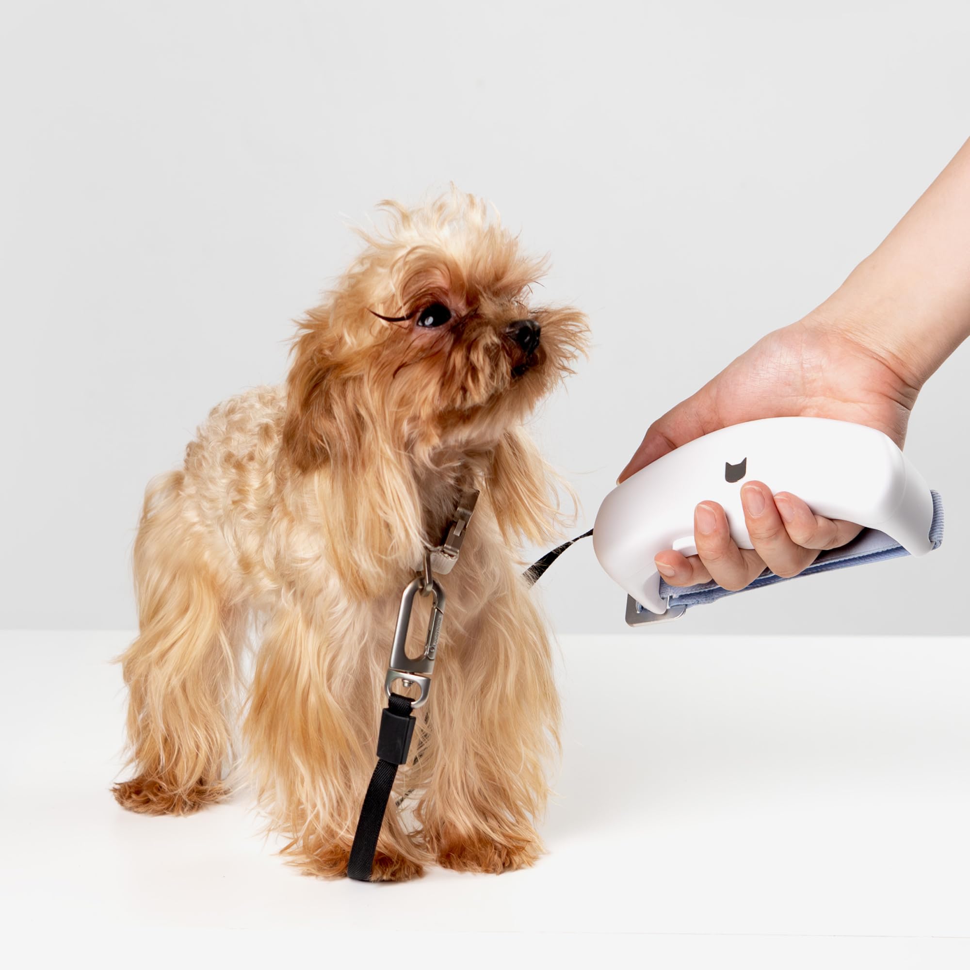 Einziehbare Hundeleine & Katzenleine für kleine Hunde und Katzen bis 15 kg, 1,7 m Rollleine mit Komfortgriff, Schnellbremse, Sicherem Schloss, 360° Verwicklungssicher (Schwarz, S)