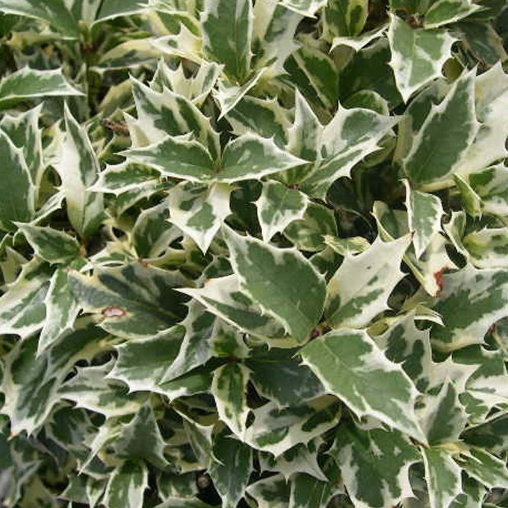 1 OSMANTHUS HETEROPHYLLUS 'VARIEGATUS' False Holly Evergreen Shrub Plant in Pot