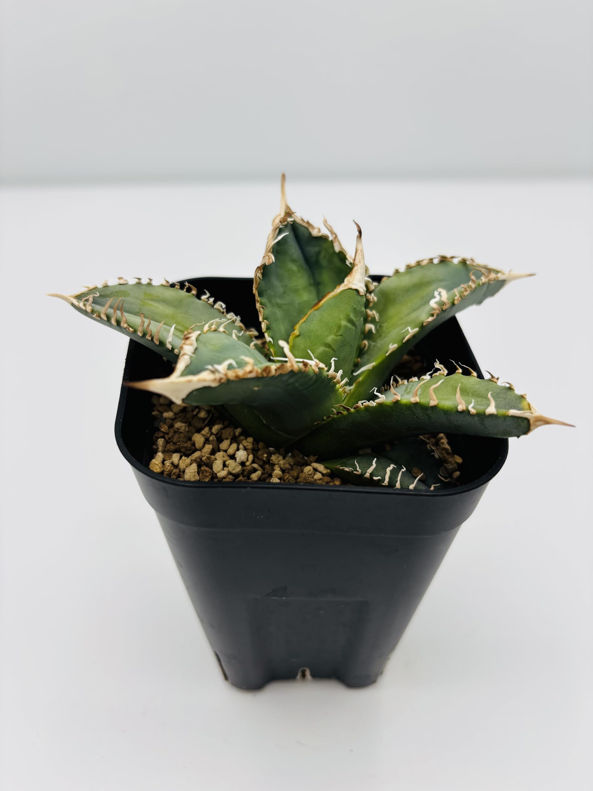 Amazon｜アガベ チタノタ 白幽霊/Agave titanota 'White Ghost'/観葉