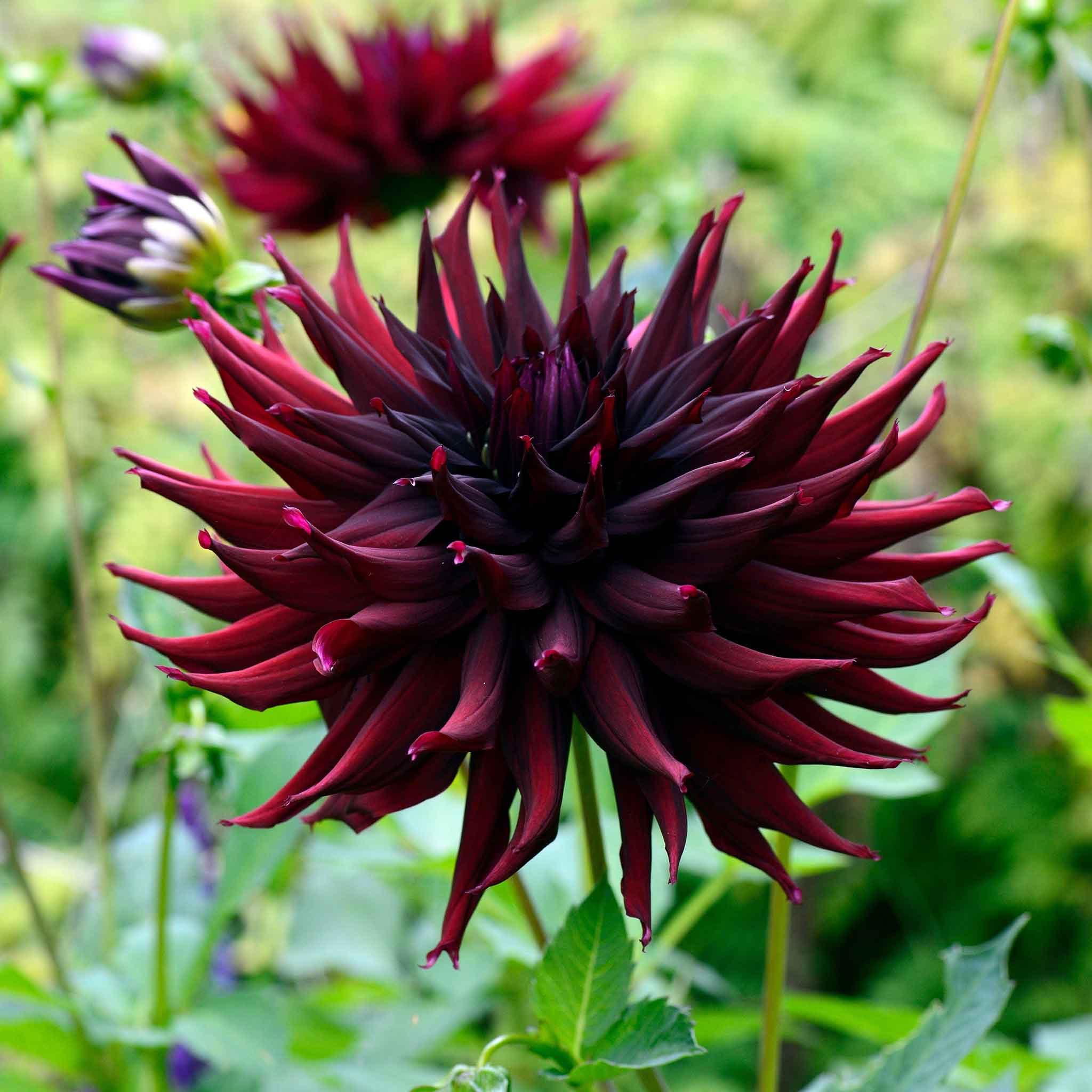 Eden Brothers Dahlia Bulbs Black Narcissus