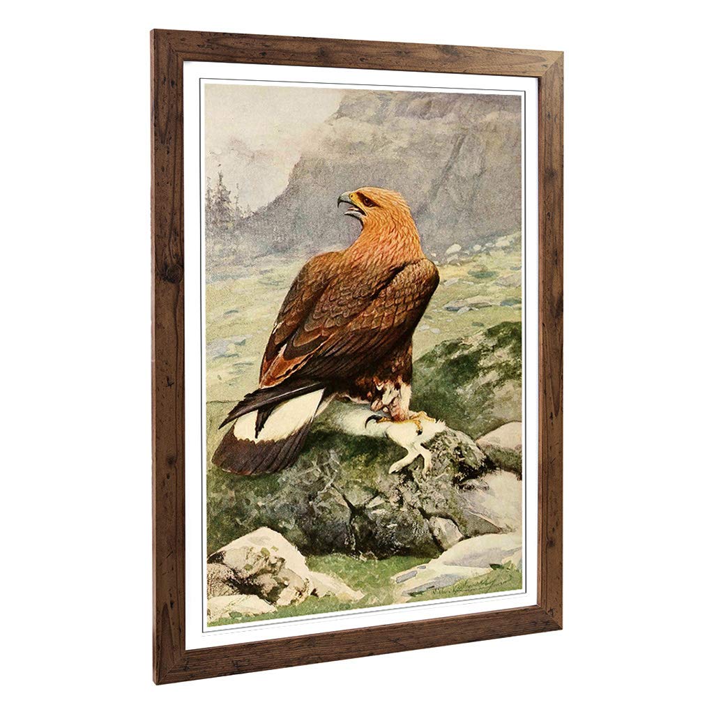 Big Box Art Framed Print of Vintage W Kuhnert Golden Eagle (2) Design | Wall Art Picture | Home Decor for Kitchen, Living Room, Bedroom, Hallway, Walnut, A2 / 24.5x18 Inch / 62x45cm