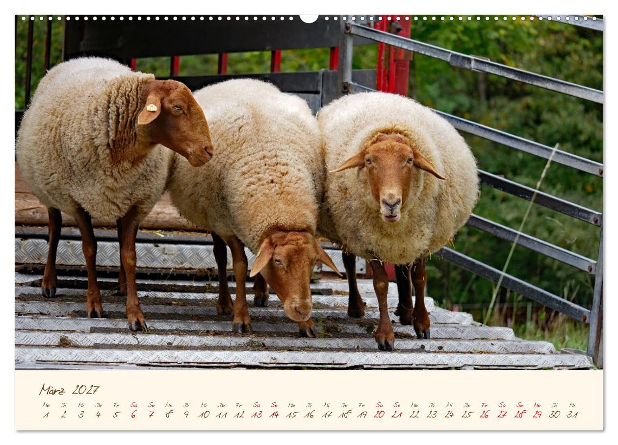CALVENDO - Coburger Fuchsschaf (Wandkalender 2027 DIN A2 quer), Monatskalender: Porträts und besondere Momentaufnahmen einer alten Schafrasse