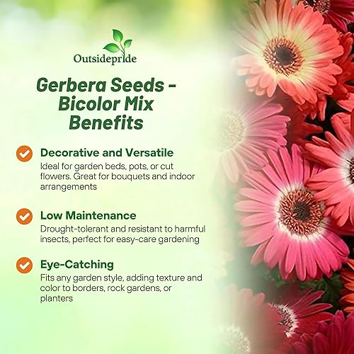 Miniatura 2 de Outsidepride Mezcla de semillas de flores de gerbera bicolor perenne de 10 semillas para plantar