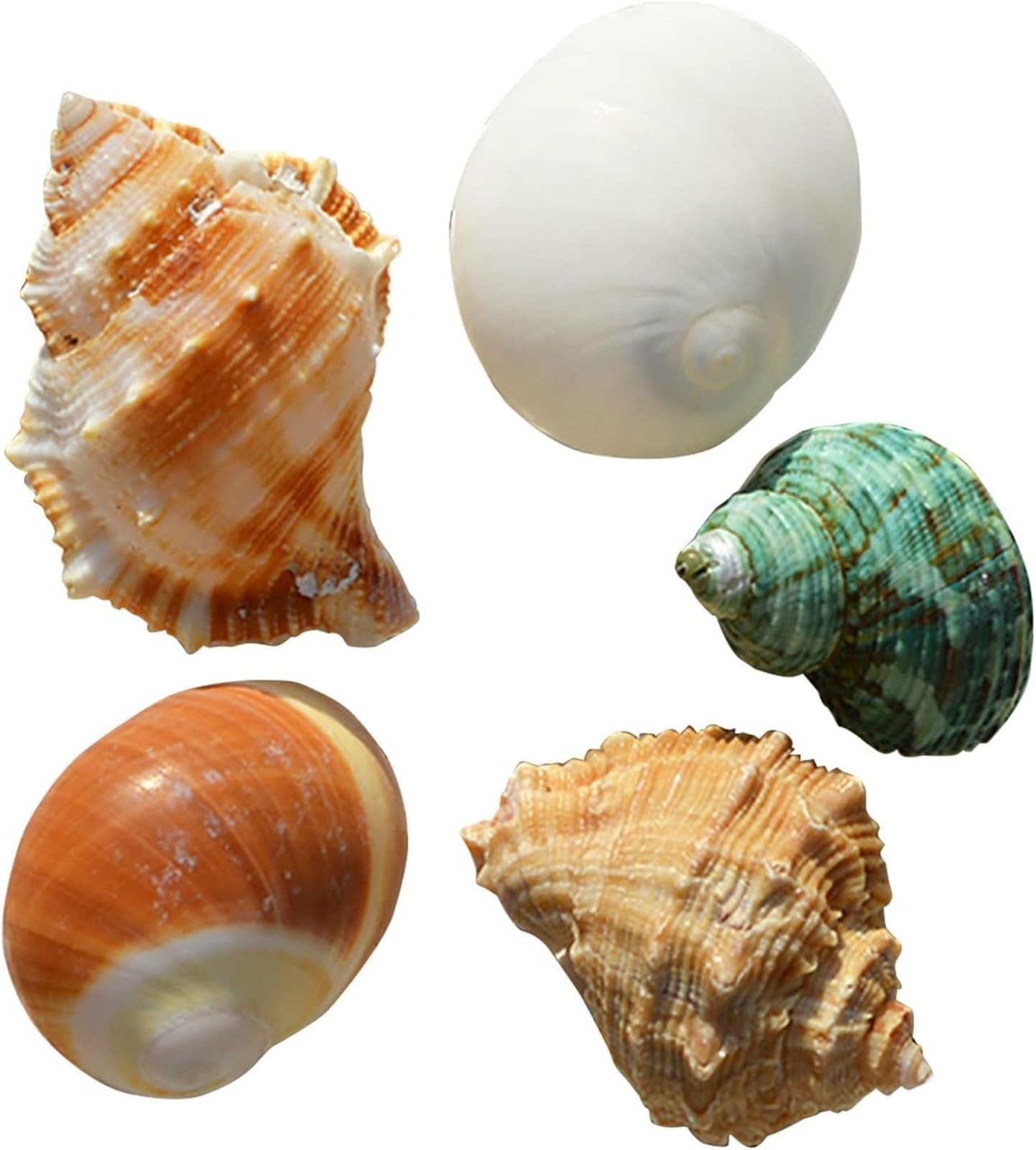 Muscheln, Strandmuscheln, natürliche Muschelschale, Einsiedlerkrebs-Zubehör, Einsiedlerkrebsschalen