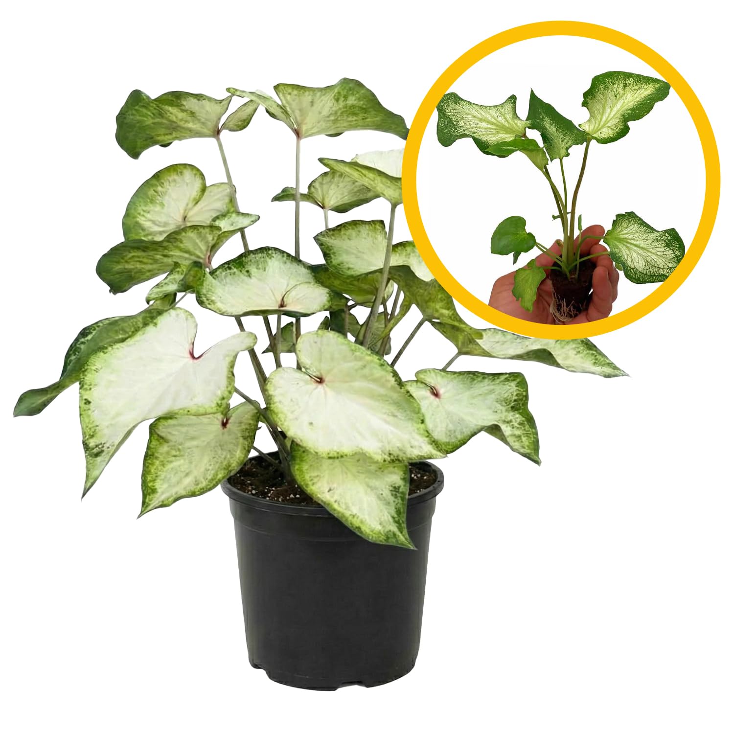 ragnaroc Caladium White Butterfly Live Plants