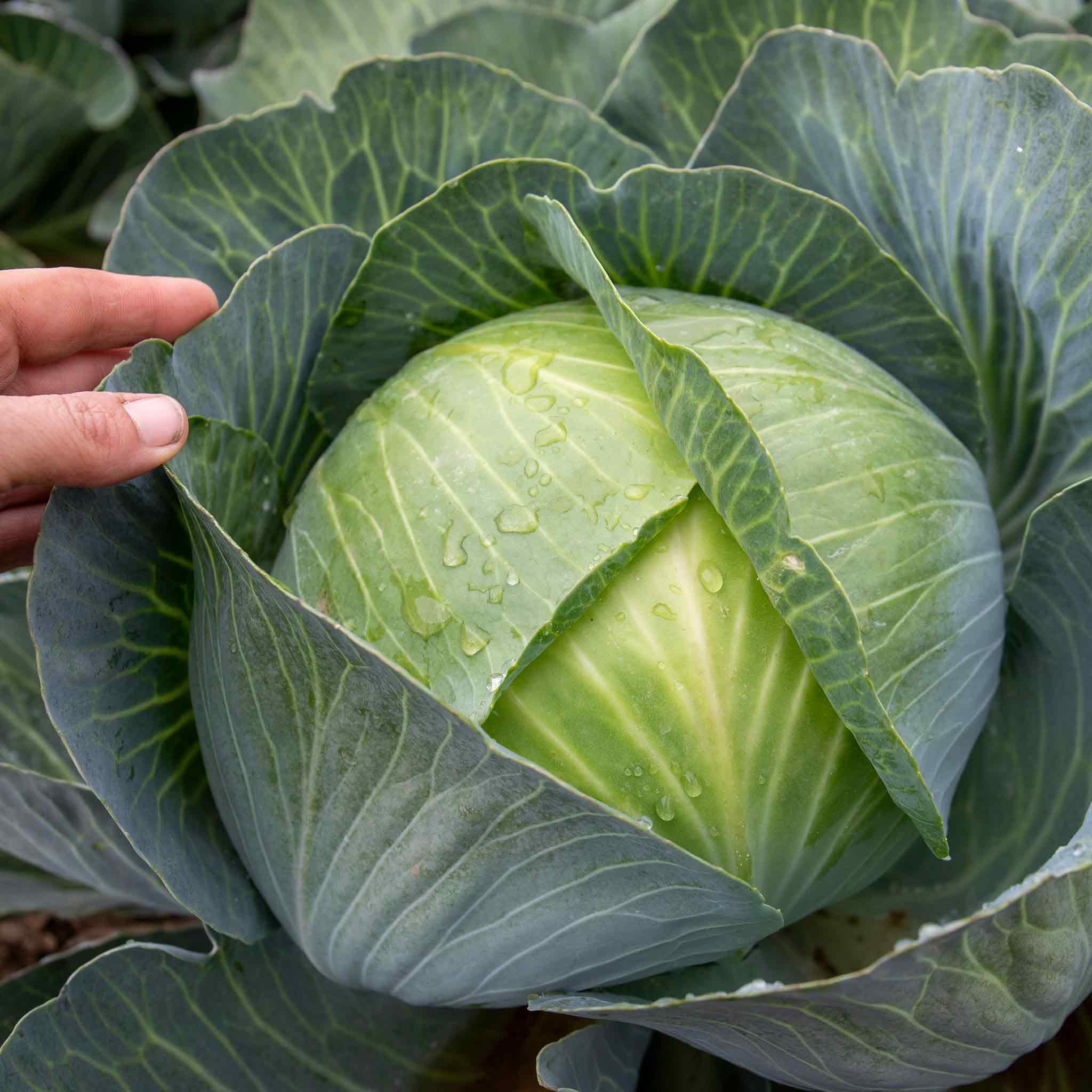 Marshalls Garden Cabbage Seeds Kilaxy F1-20 Seeds, Winter-Resistant Variety