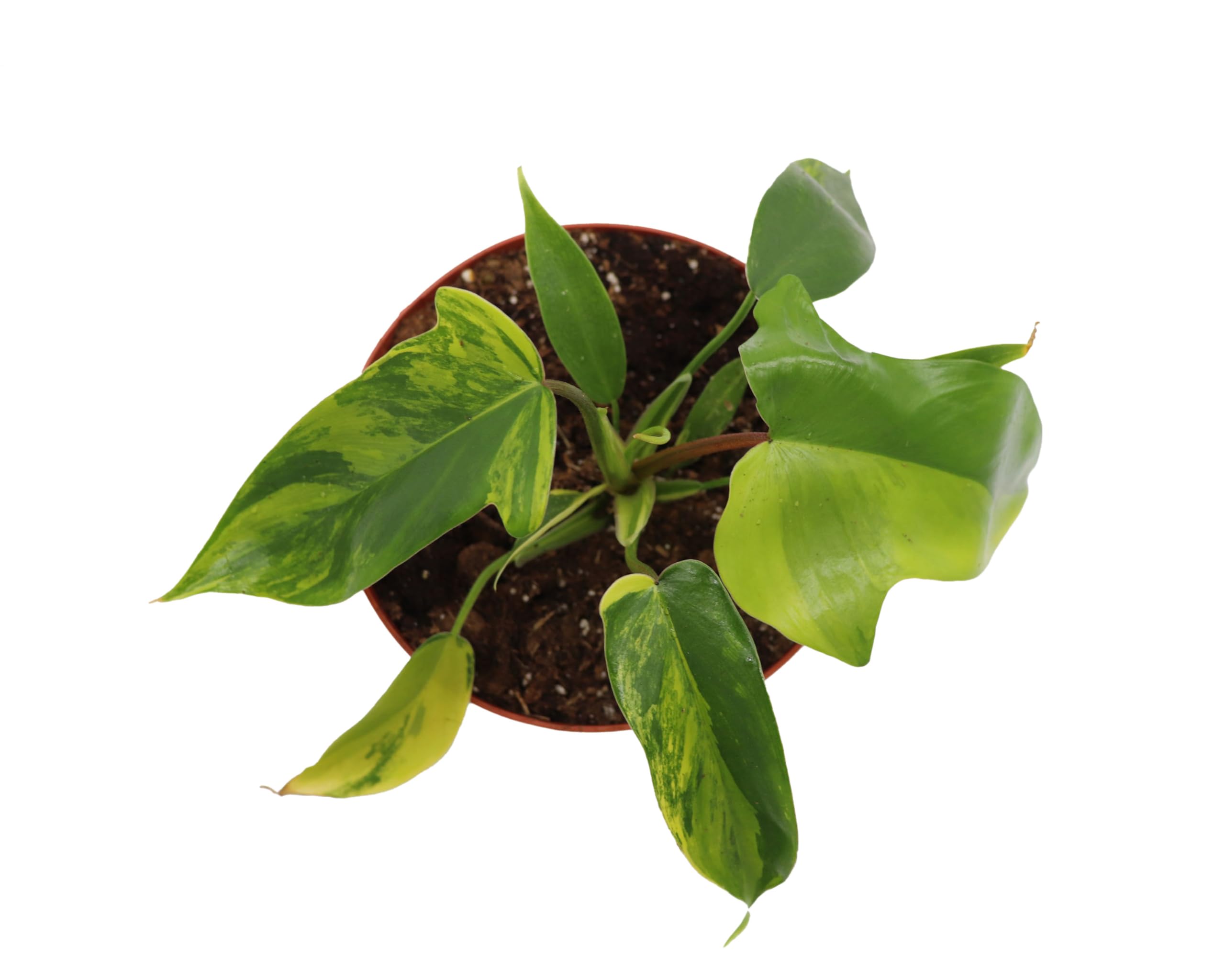 Amazon.com : Rare Philodendron Florida Beauty Variegated in 6" grower's Pot  -from California Tropicals : Patio, Lawn & Garden
