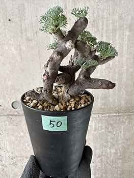 【発根済】サルコカウロン ムルチフィズム 現地株 モンソニア ムルチフィダ 発根済】サルコカウロン ムルチフィズム 現地株 モンソニア