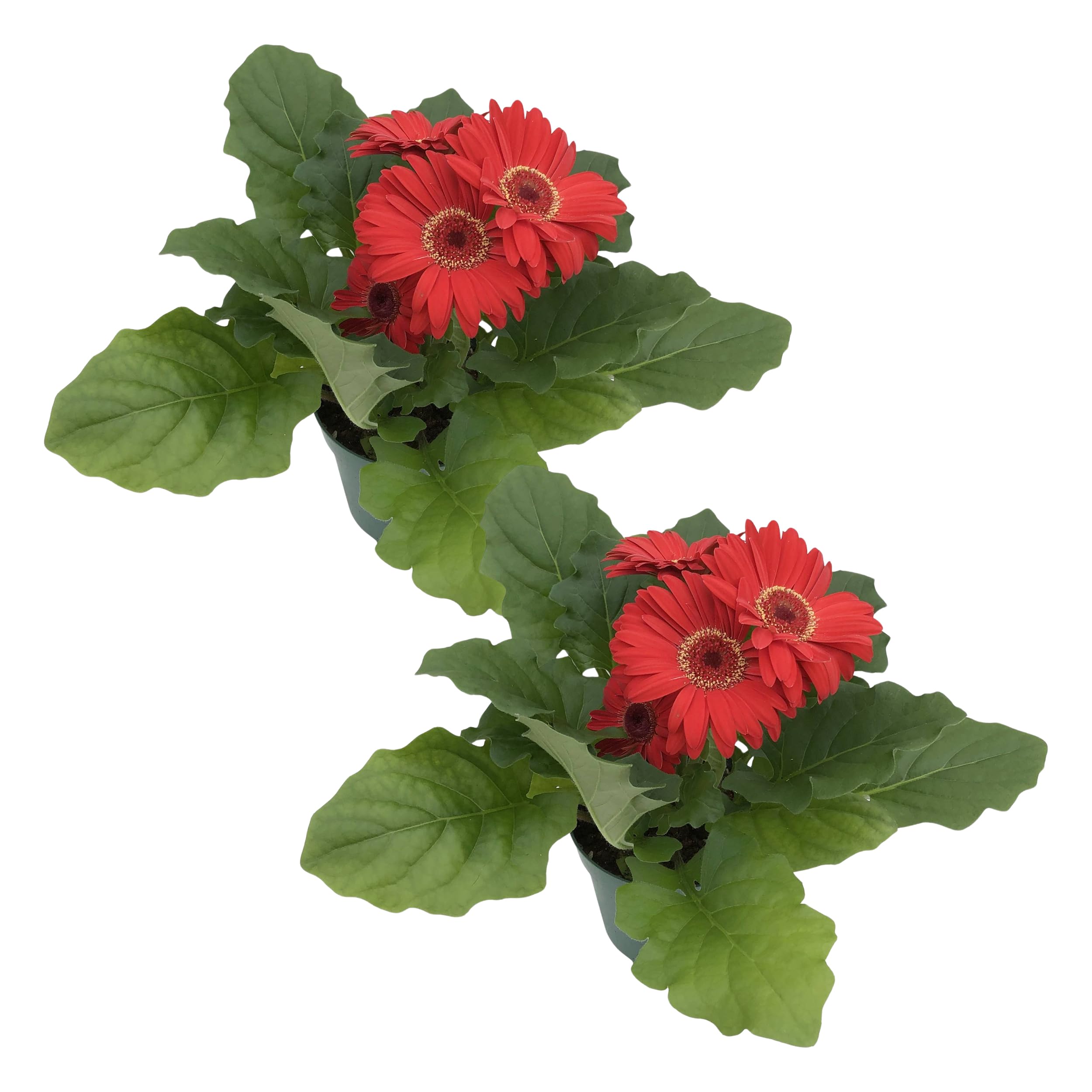 Live Flowering Gerbera Daisies - Red (2 Plants Per Pack) - Beautiful Spring Flowers - 12" Tall by 5" Wide in 1 Qt Pot