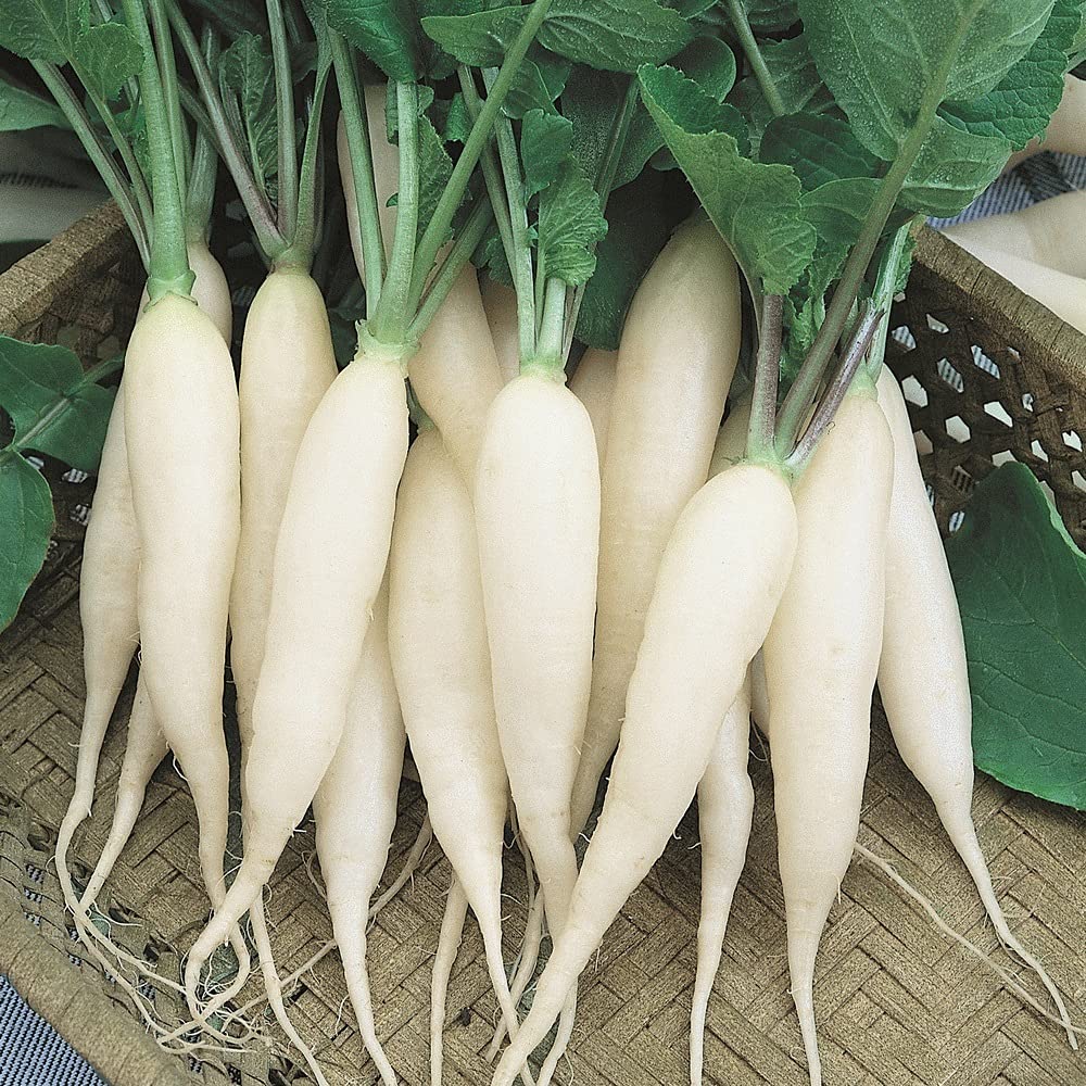 Countgreen Plus White Summer Radish Vegetable Seeds for Home Kitchen Garden, Organic Mooli Seeds Pack of 50-image-32