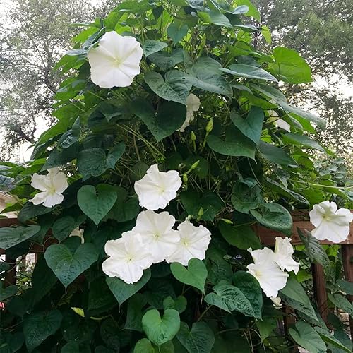 Miniatura 6 de 30 semillas gigantes de vid de luna blanca, gloria matutina blanca tropical "Moonflower" – Semillas de flores exóticas tropicales raras – Pantalla