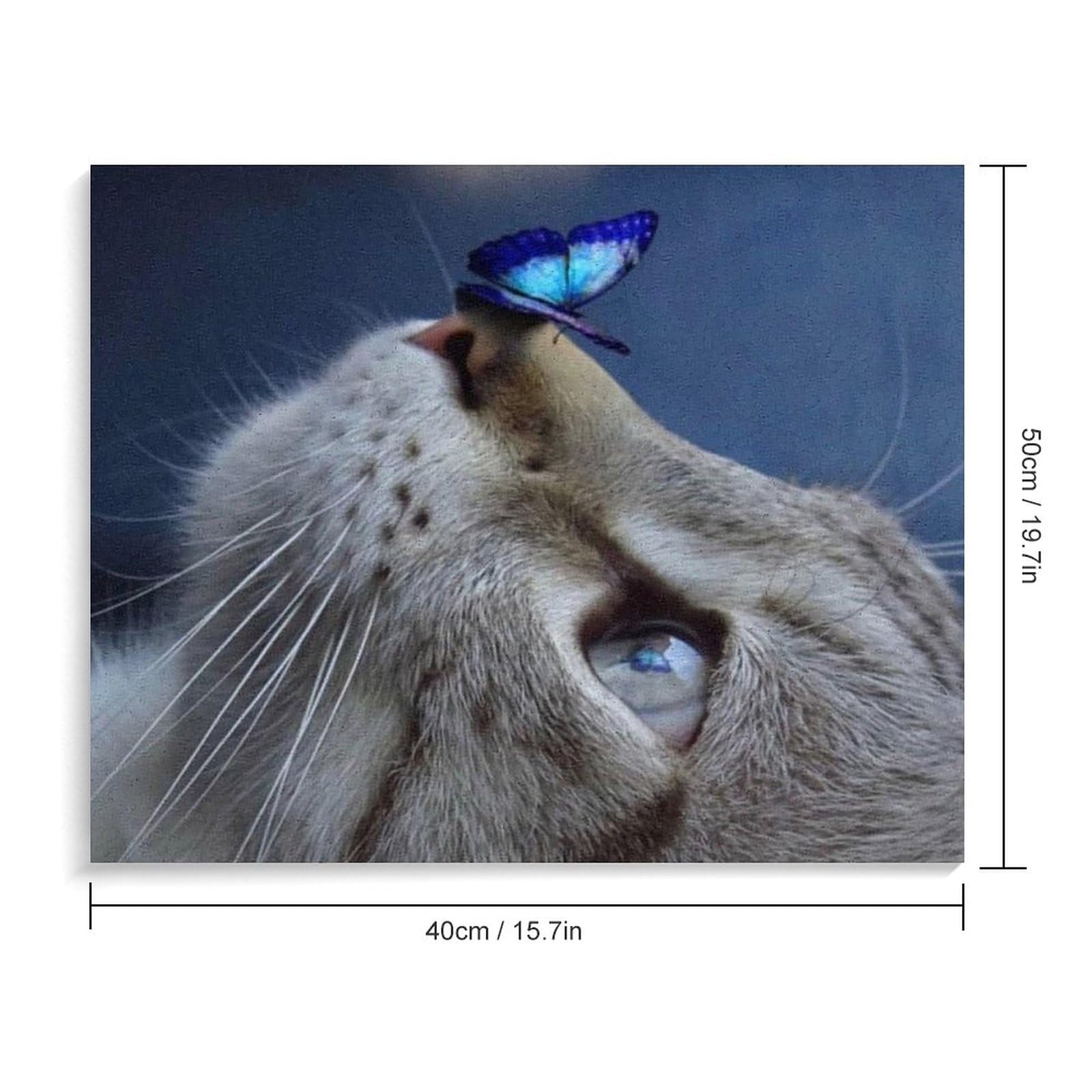 Amazon | 猫の鼻に蝶がとまる 数字油絵 瞬間を捉えます 数字キット