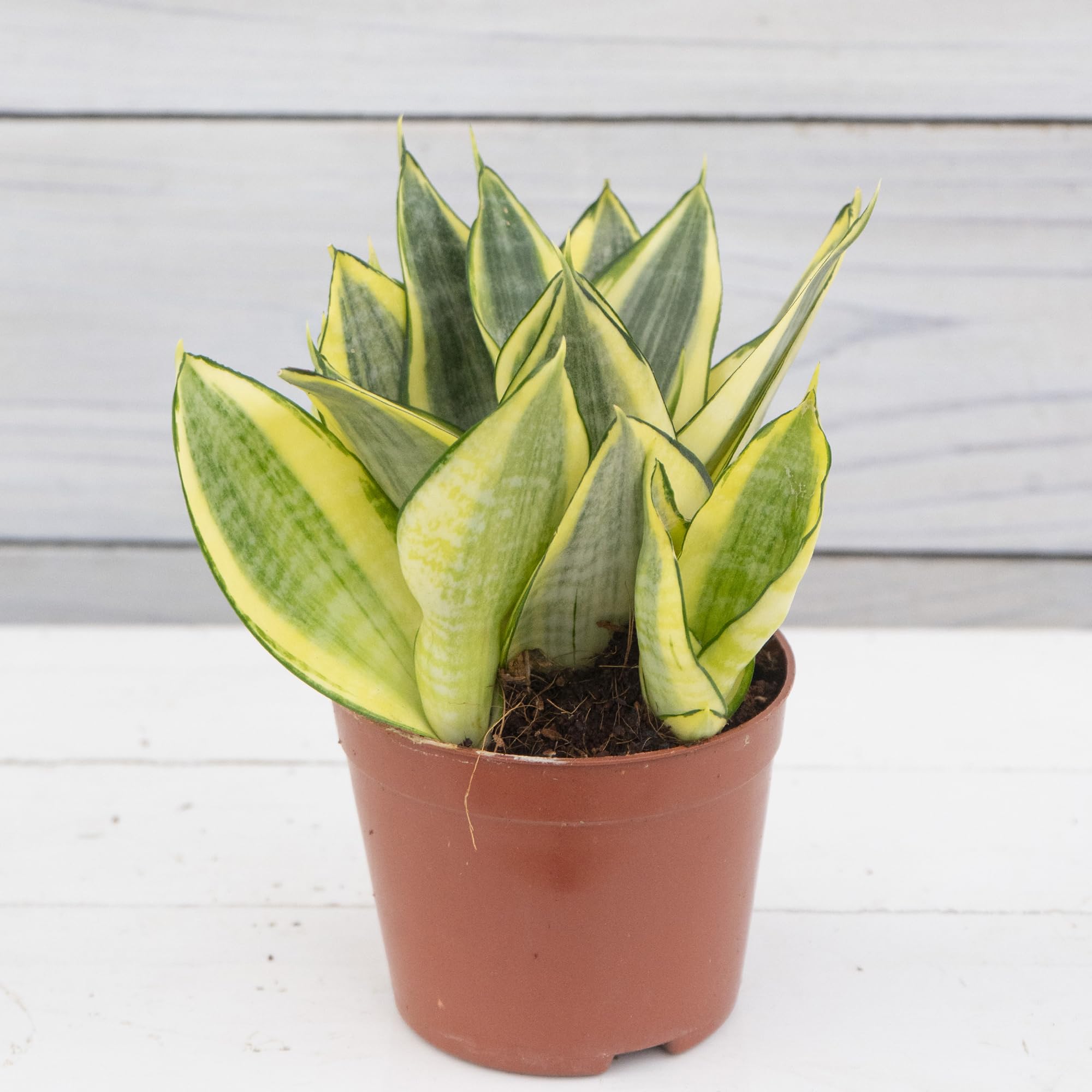 Amazon.co.jp: 観葉植物 サンセベリア ゴールデンハニー 3.5寸 1鉢