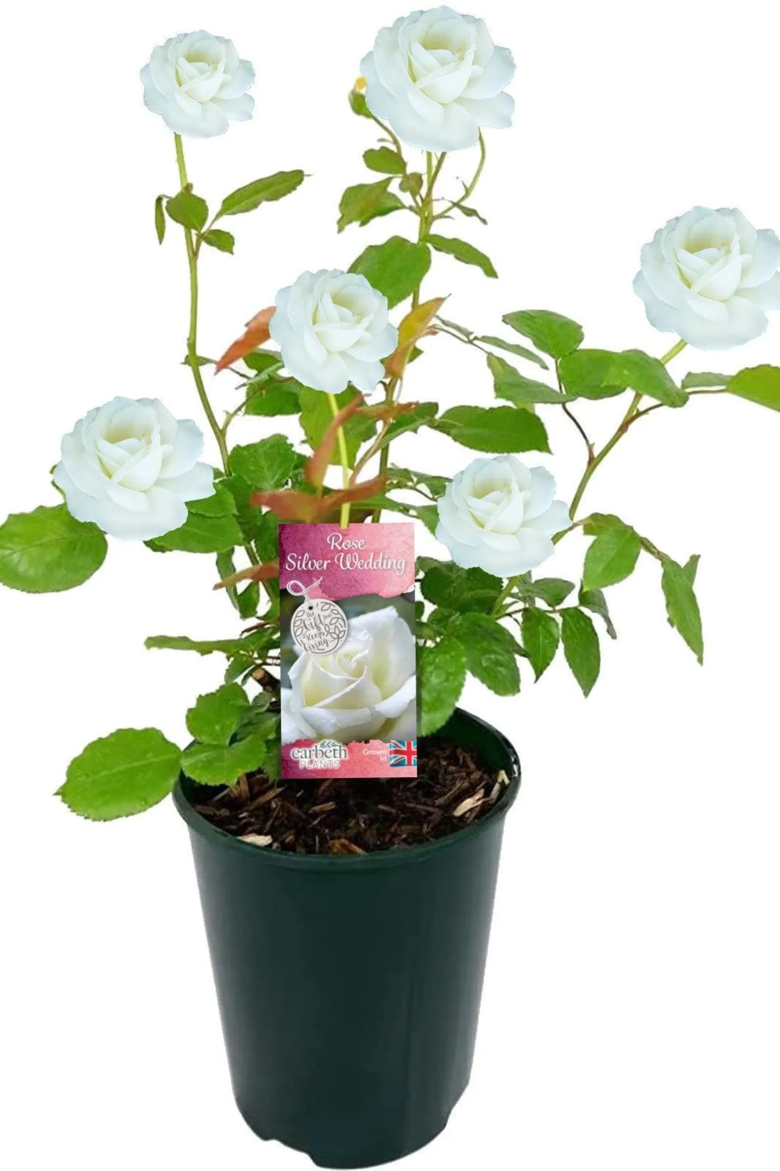 Carbeth Plants Silver Wedding Rose Bush - 25th Wedding Anniversary Plant