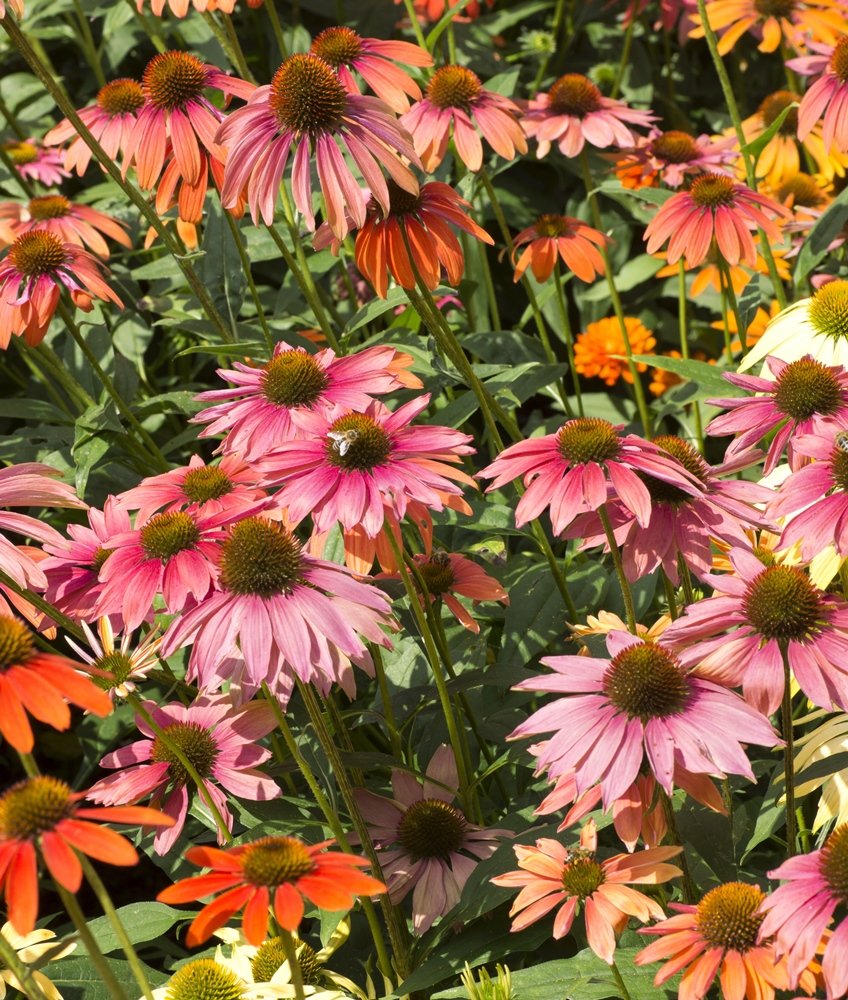 Graines D'Échinacée Autumn Forest (Rudbeckia) - Fleurs Jaunes, Oranges, Pourpres, 1 G - 3