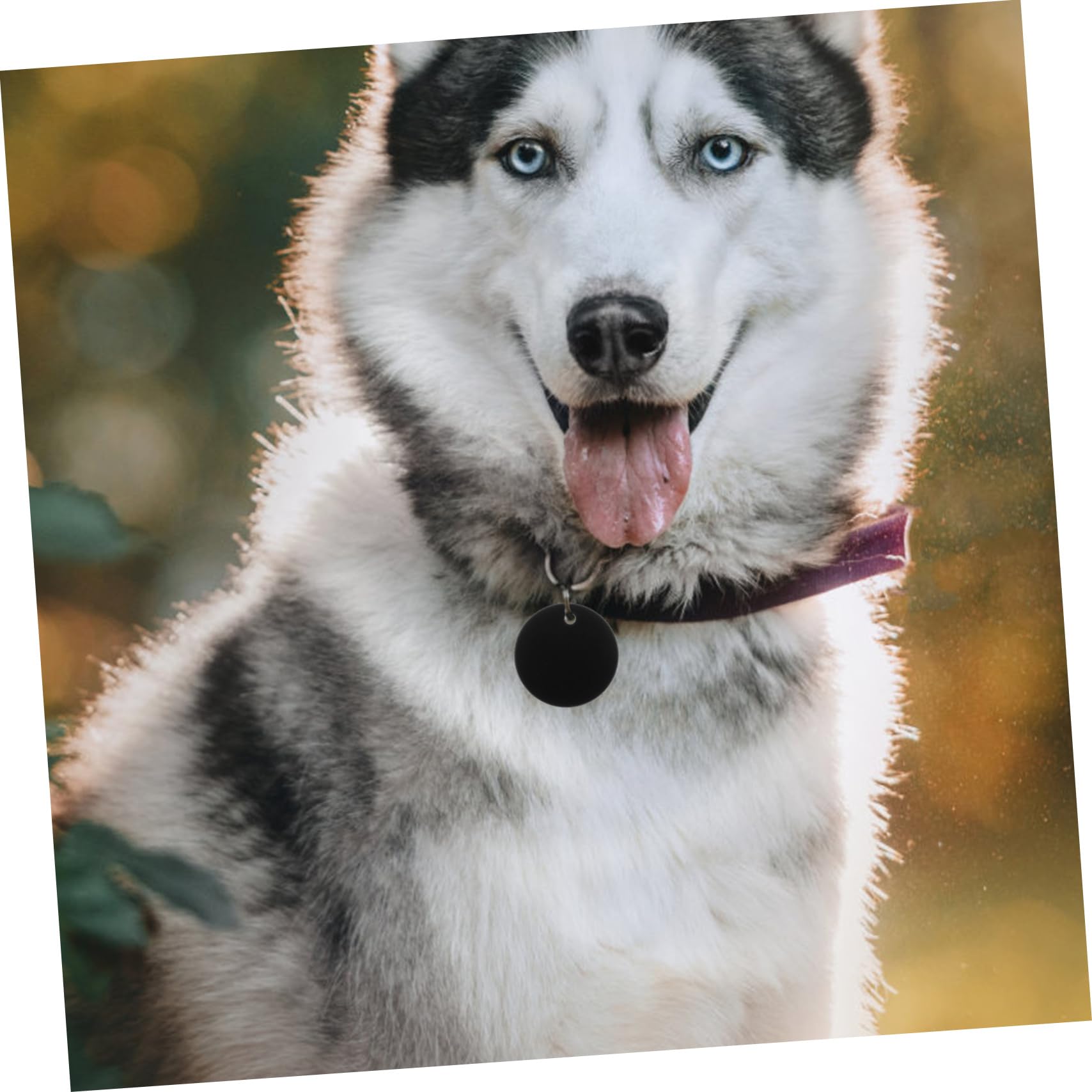 NUOBESTY Etichetta vuota portachiavi in ​​​​acrilico per vinile medaglietta vuota Resistente alla ruggine Accessori per ciondolo animale domestico targhetta cane impiccagioni per cani