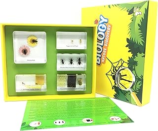 Lifecycle of a Honey Bee in Acrylic Block Science Classroom Specimens for Science Education