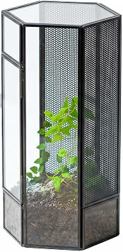 NCYP Small Glass Terrarium with Mesh and Door for Spiders, Hexagon Shape Small Mantis Vented Glass Terrarium 4.9 x 4.3 x 9.4, Tabletop Decor, Black Plants Not Include