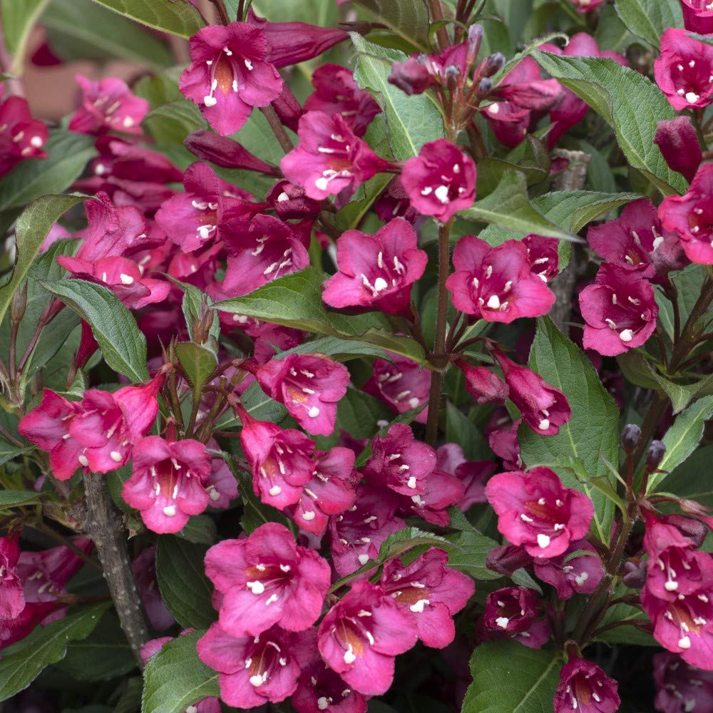 Weigela Potted Hardy Plant, Low Maintenance Shrubs, Spring Flowering, Gardens & Patios, 1 x Weigela Towers of Flowers Cherry Plant in a 9cm Pot by Thompson & Morgan