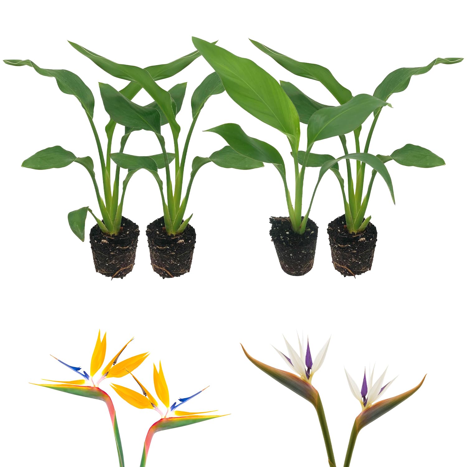 ragnaroc Birds of Paradise Variety Pack