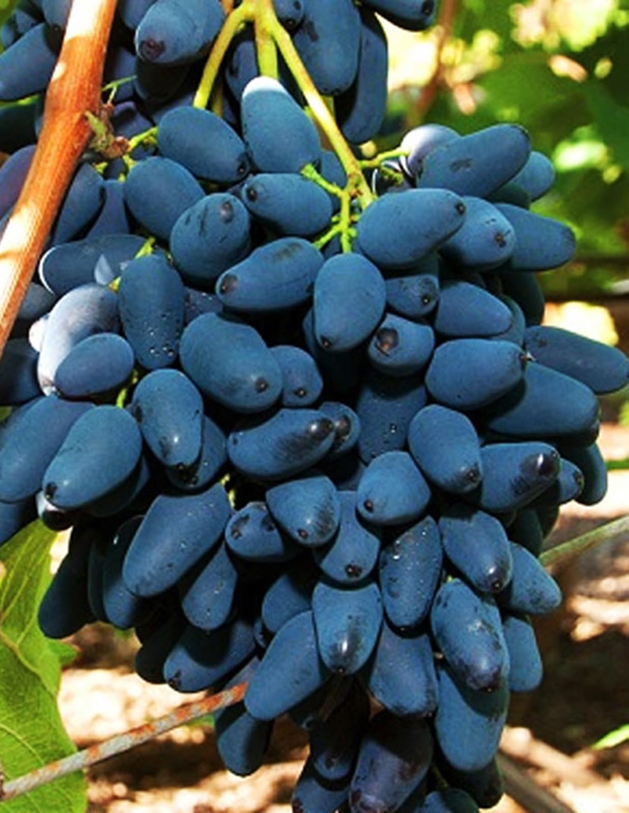 Finger racine de raisin en lot de 5 racines nues pour jardin et pot