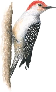 Red-Bellied Woodpecker Watercolor Print (8x10 inches)
