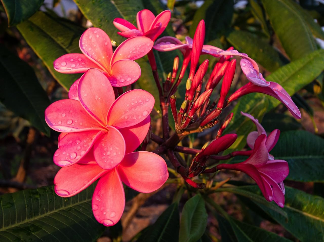 The Royal Crafty Grow Your Garden with this Gorgeous Red Plumeria Flower Live Plant One Healthy Plant for a Flourishing Oasis (B0CC8TVFH1) Amazon Price History, Amazon Price Tracker