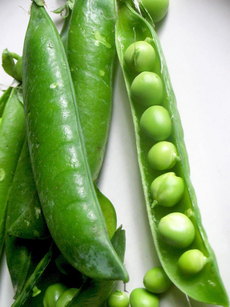 Pea Little Marvel Great Heirloom Vegetable by Seed Kingdom Bulk 5 Lb Seeds