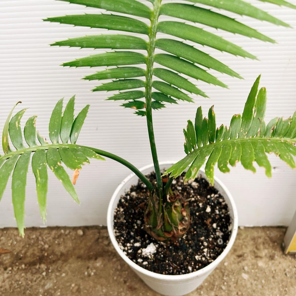 現品　蘇轍　ソテツ　ディオーン　スピヌロッサム　レア　メキシコソテツ　インテリア 現品 蘇轍 ソテツ ディオーン スピヌロッサム レア メキシコ