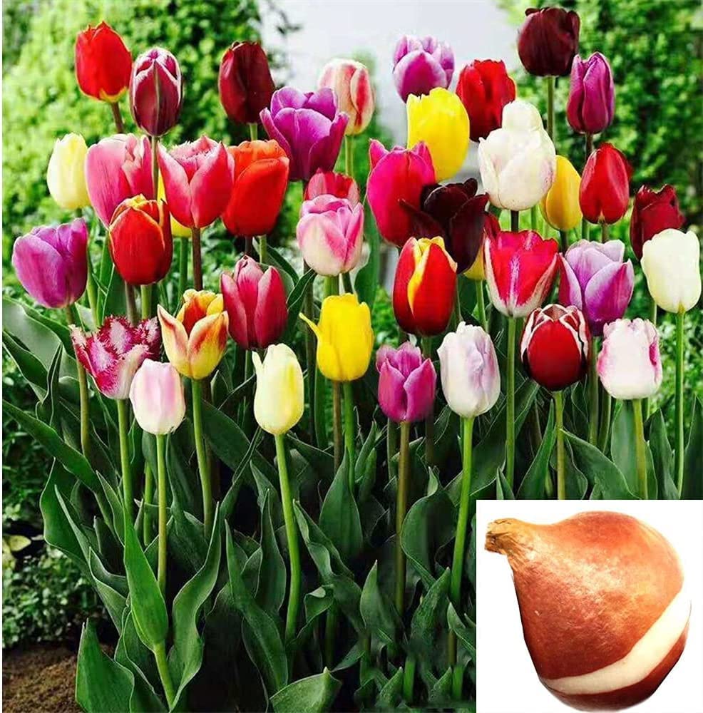 Tulip Flower Live Plant, Pack of 5 Bulbs By Zabbus Mixed (B0BQLRCKJW) Amazon Price History, Amazon Price Tracker