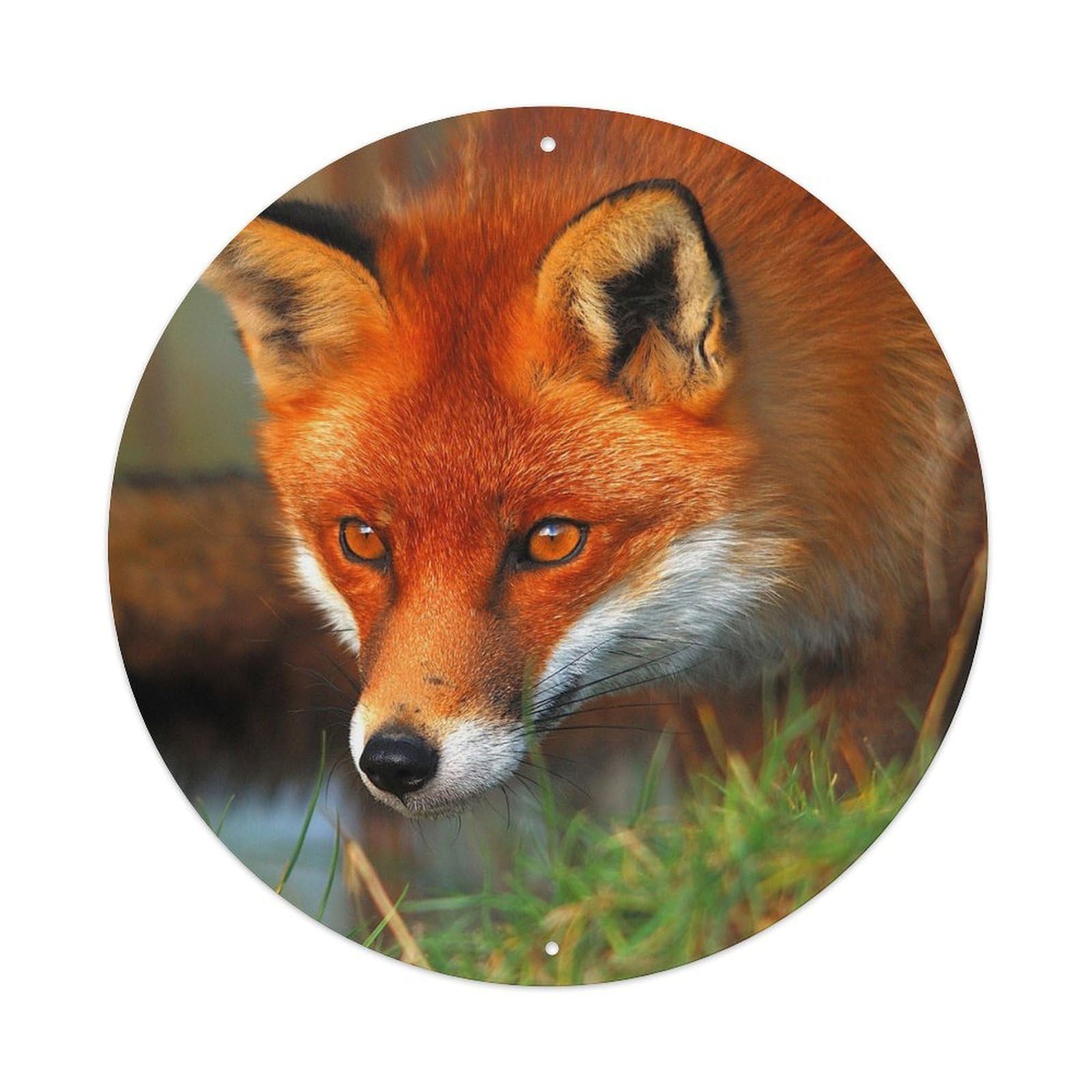 Red Fox Hunting Forest Wildlife Photography Metal Tin Sign