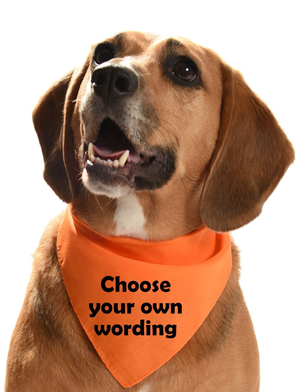 Customised dog bandana warning, temperament, special needs, personalise with own wording (orange, regular)