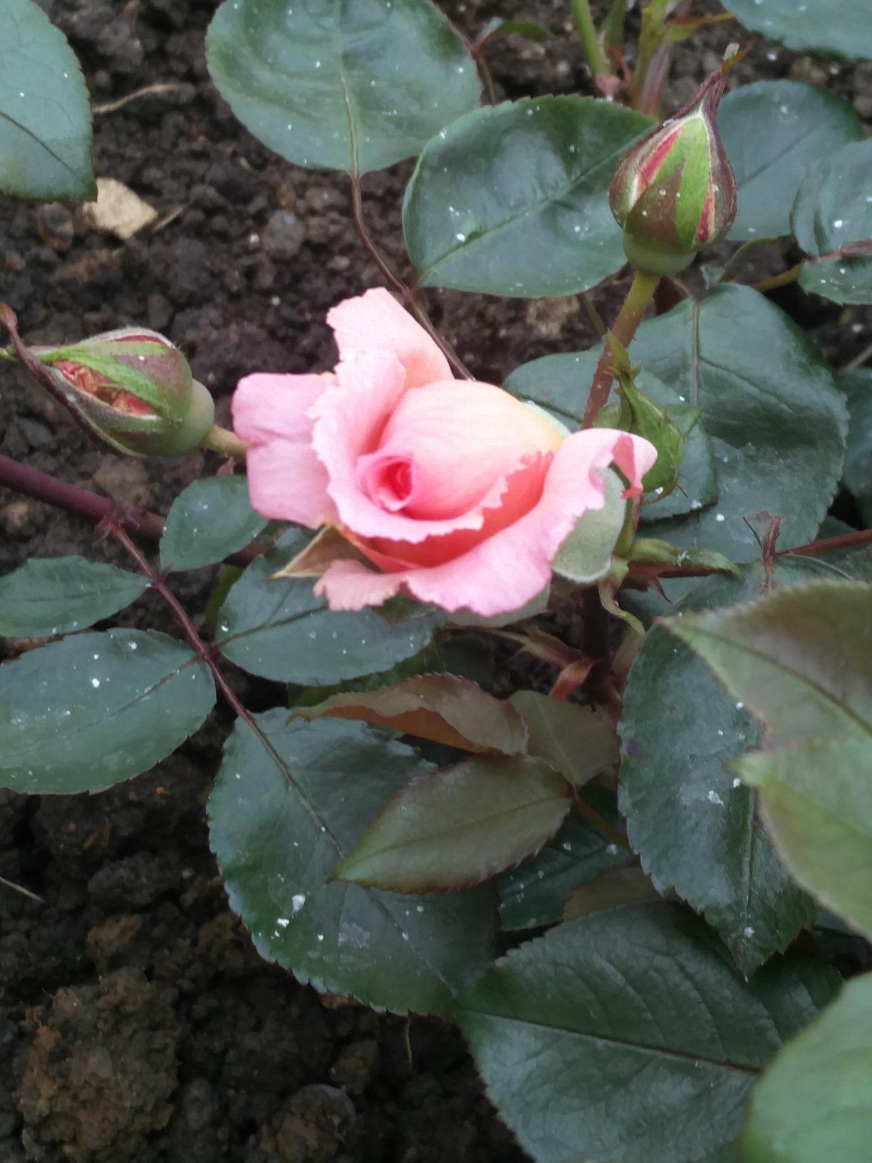 Apuldram Roses