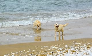 Yingxin34 1500 Pieces Puzzles for Adults – Two Dogs on The Beach - Every Piece is Unique, Softclick Technology Means Pieces Fit Together Perfectly-87x57cm(34.25x22.44inch)
