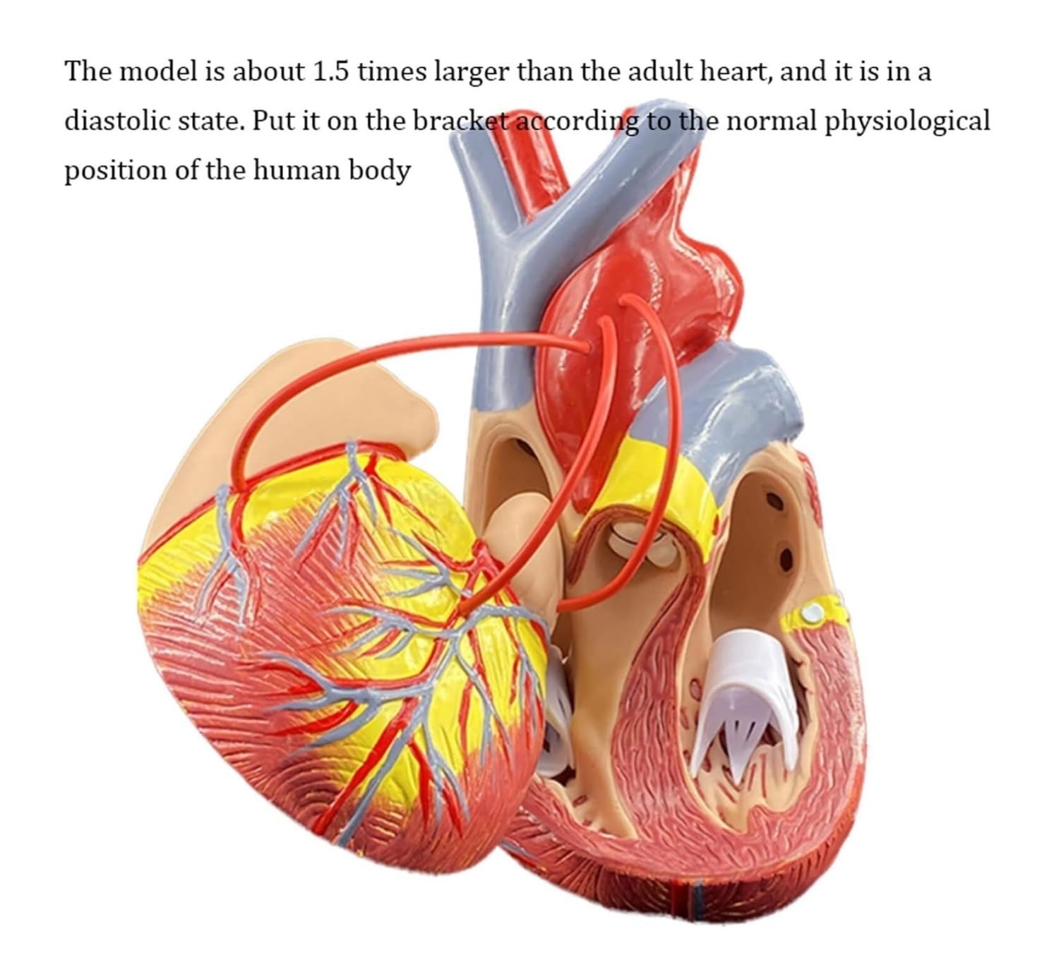 Herramienta De Enseñanza Modelo De Derivación Cardíaca Anatomía, Corazón Humano Con 2 Partes Desmontables Para Laboratorios Cardíacos, Enseñanza Médica Anatomía Médica