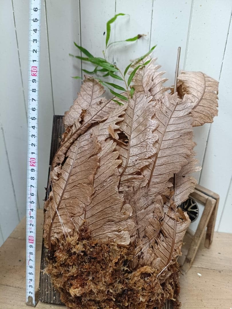 Amazon｜P154新芽展開開始板付大型ドリナリア リギデュラ 現地球｜観葉