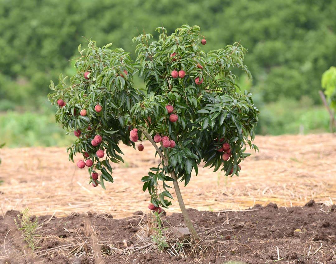 Mphmi Rare Dwarf Lychee, Litchi Fruit Plant - 1 Layering Live Plant (B096WD8Q61) Amazon Price History, Amazon Price Tracker