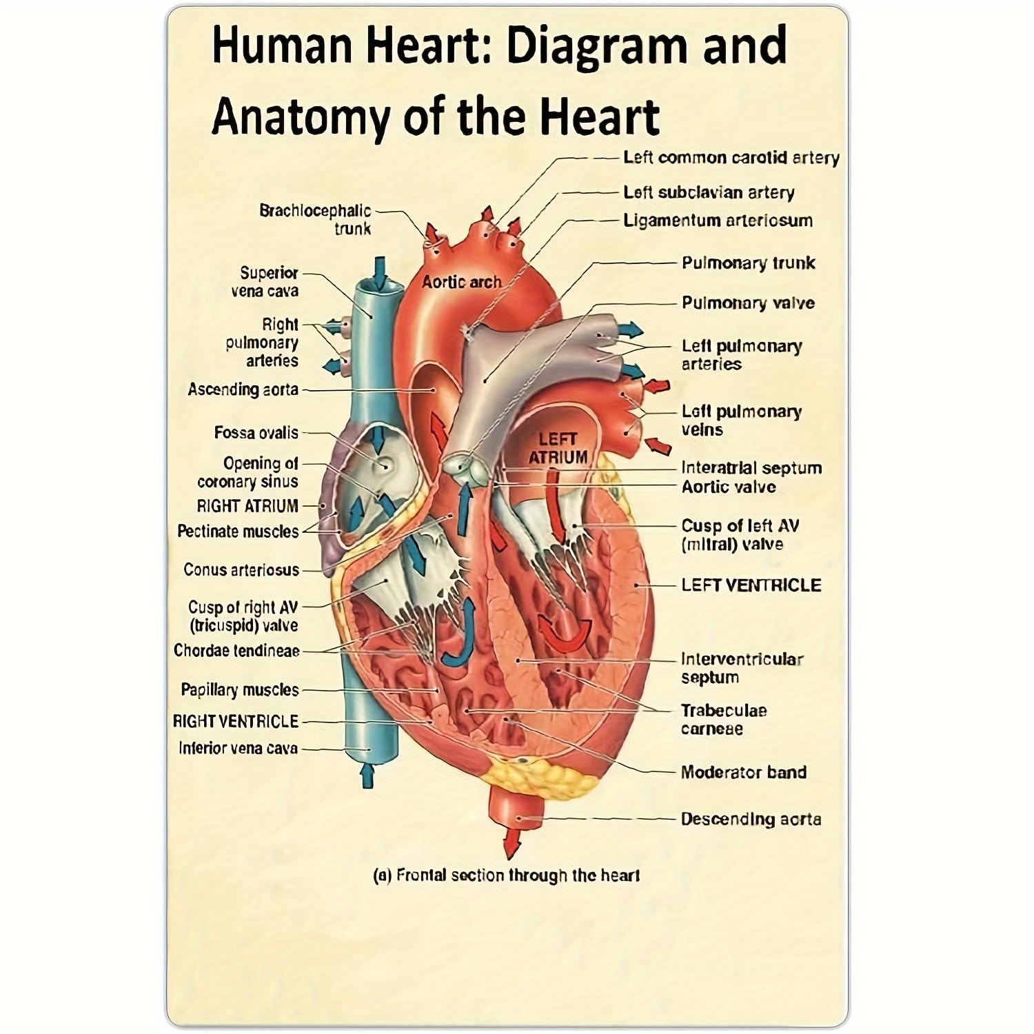 peiyeety Diagram and Anatomy of The Heart Aluminium Metal Tin Sign Home Plaque Poster Home Bar Pub Wall are Decor New 8"x12"