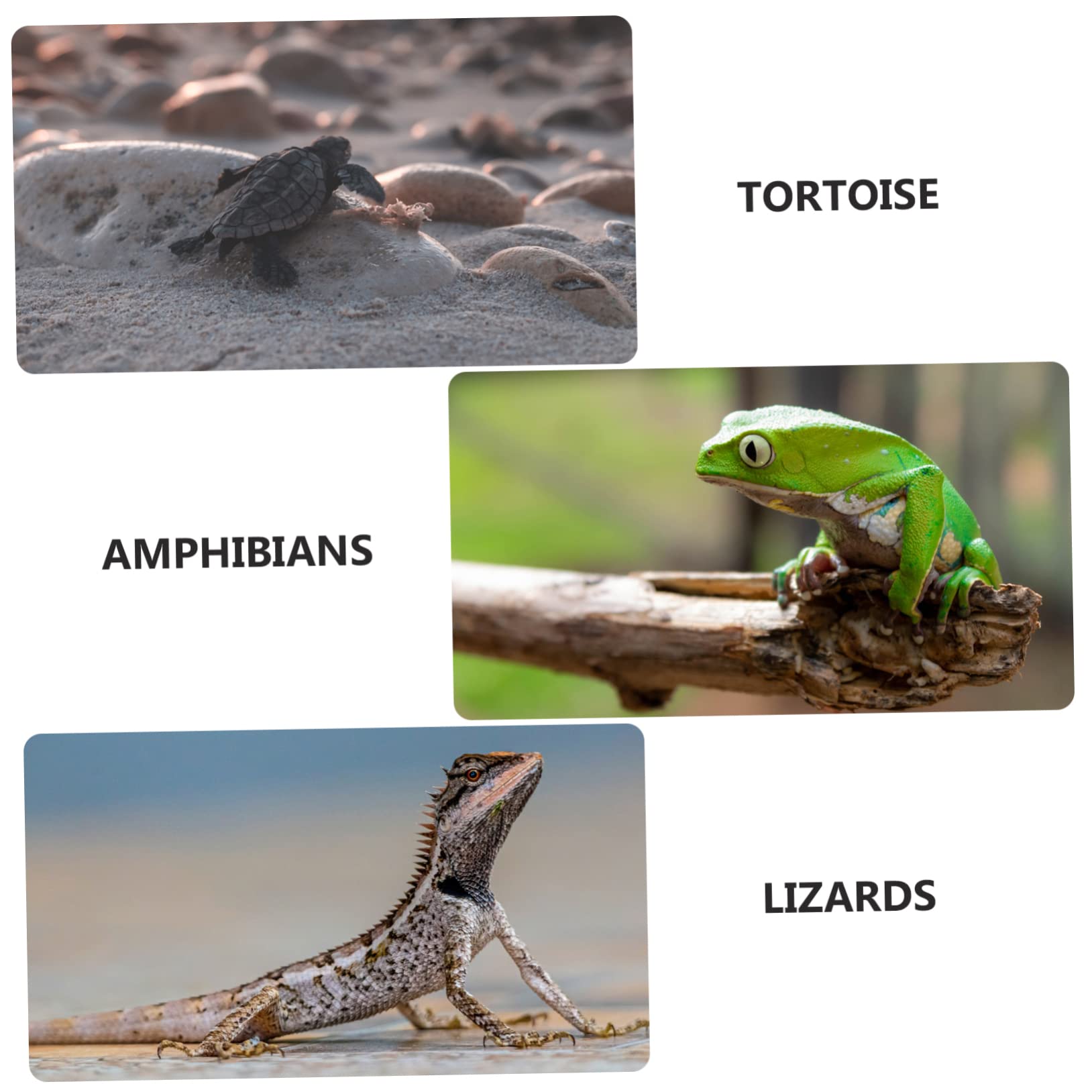DOITOOL Refugio De Resina para Reptiles Plataforma De Sol y Diseño Natural Decoración De Terrario para Tortugas Lagartijas y Arácnidos para Hábitats De Acuarios y Terrarios