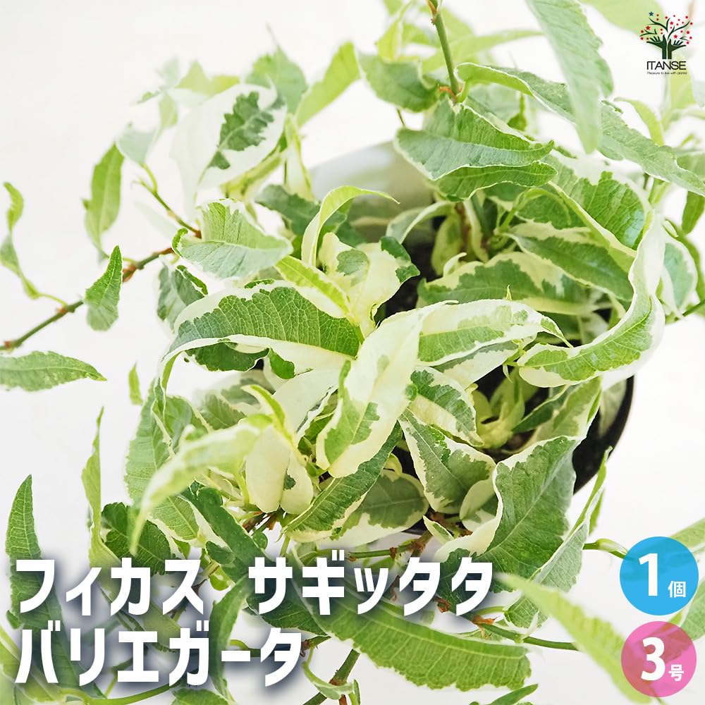 希少 フィカス リラータ バリエガータ 3号ポット ② カシワバゴム 斑入り 希少 フィカス リラータ バリエガータ 3号ポット ②