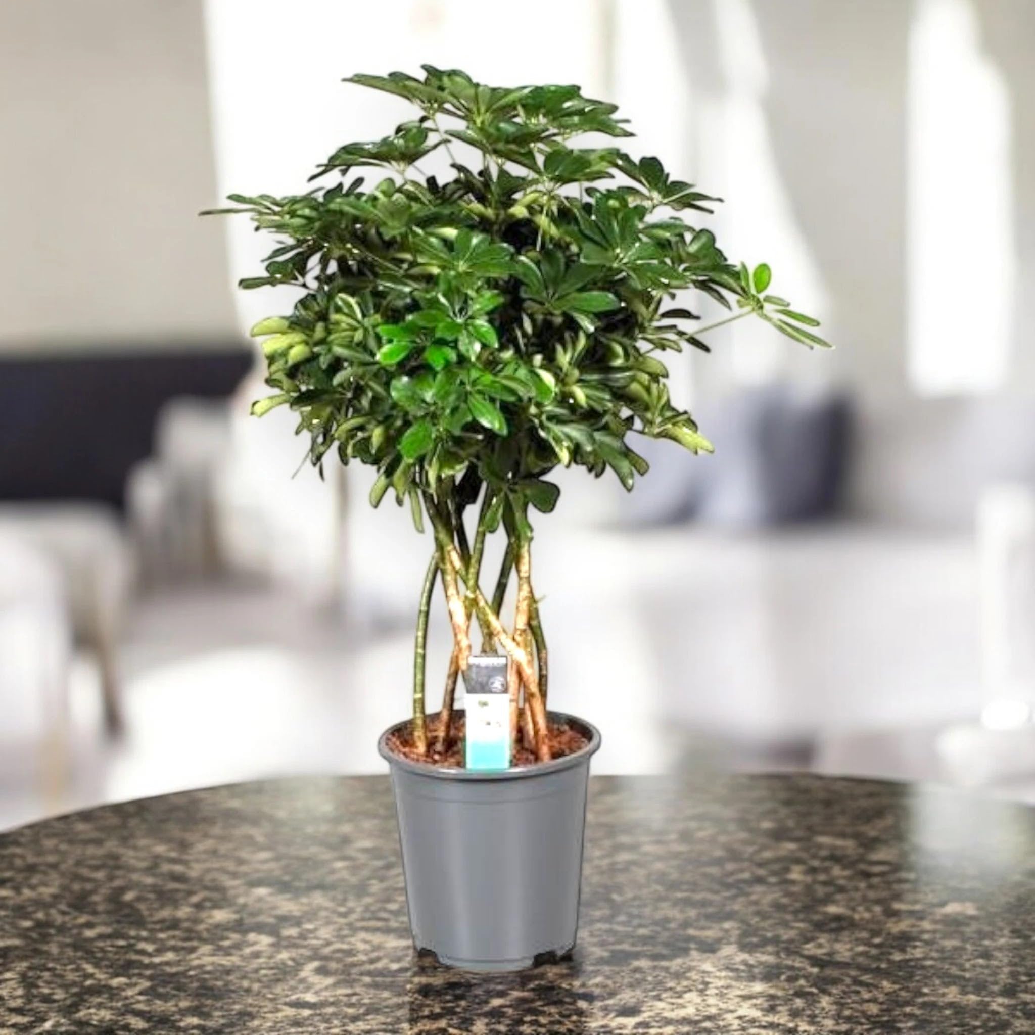 Schefflera arboricola 'Compacta' - Pianta Ornamentale da Interno, Verde, Altezza 120 cm, Vaso 27