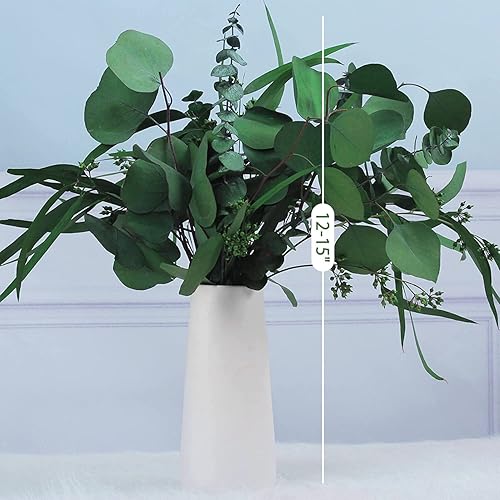 Miniatura 3 de Glicrili 12 tallos mixtos de hojas de eucalipto secas reales  ramas de eucalipto preservadas, eucalipto de dólar plateado, ramos de eucalipto