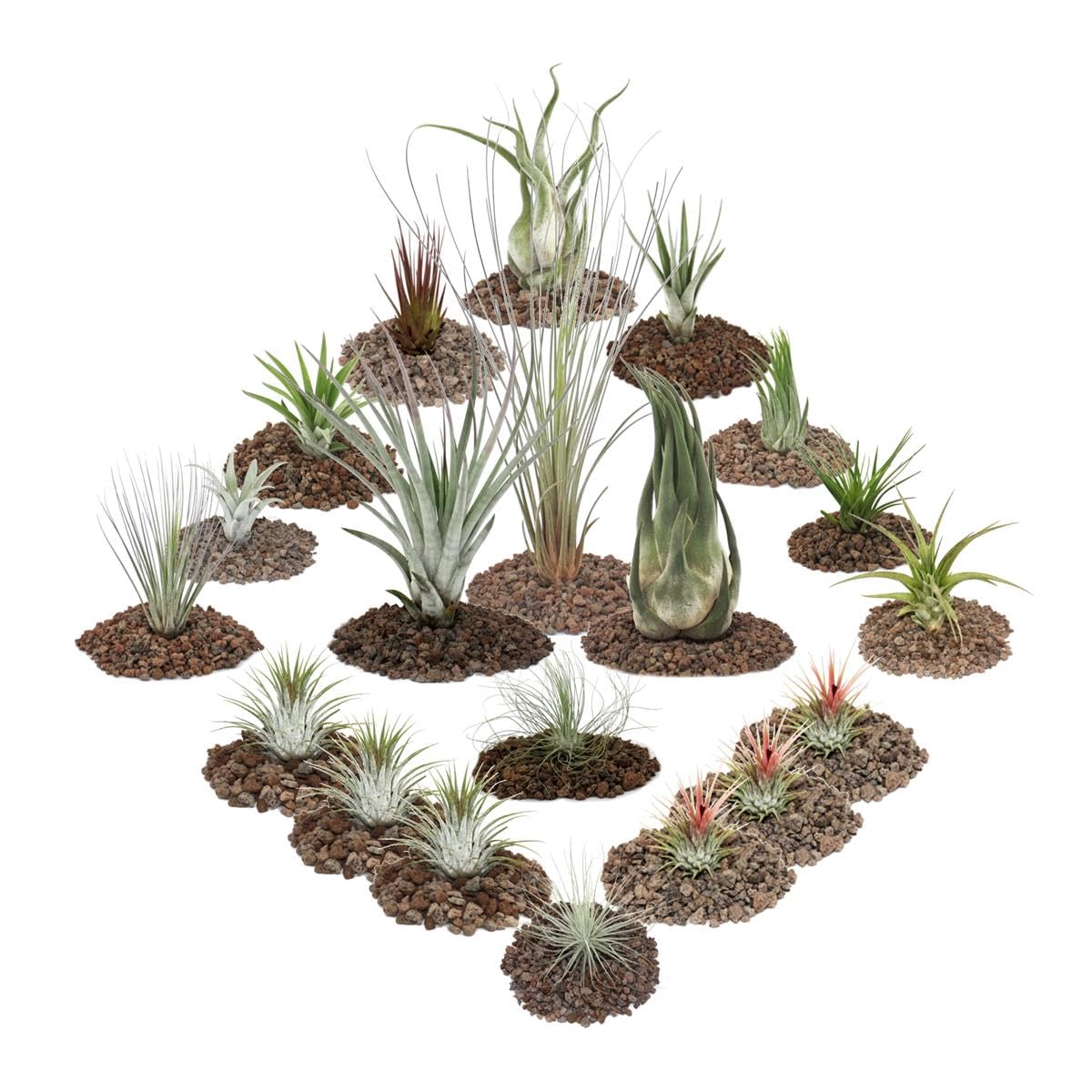 1 set of 20 plants including 3 XXL plants