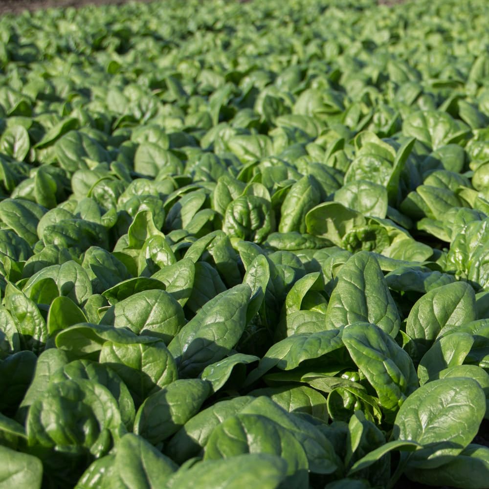 Bedwen Spinach 'Santa Cruz' F1 Plug Plant x5 - Smooth Leaf Variety for Baby Leaves Mature Harvests & Continuous Picking