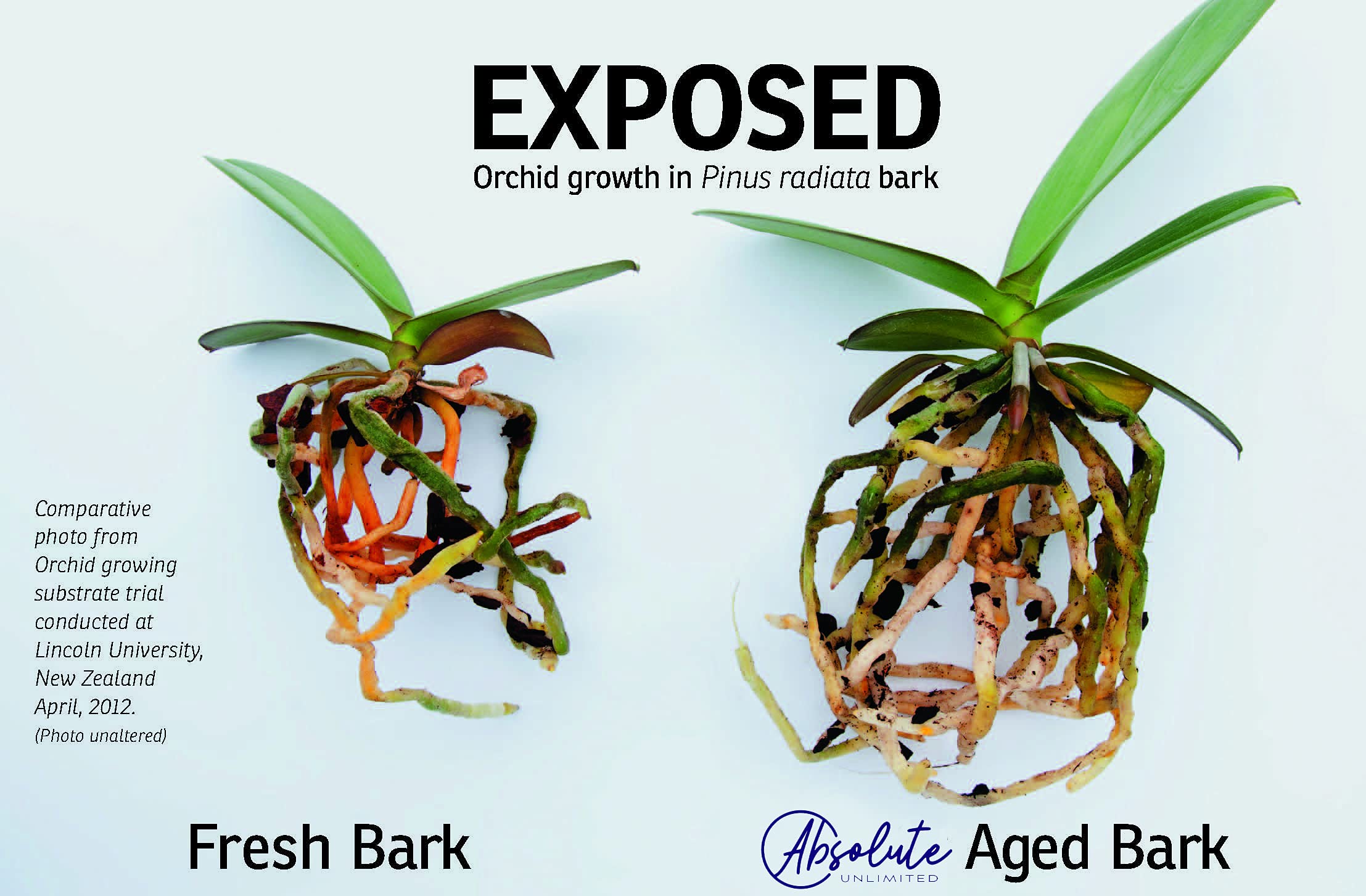 Absolute Unlimited Orchid Bark, 100 Pure New Zealand Potting Mix 3.5LBS Large Chunks for